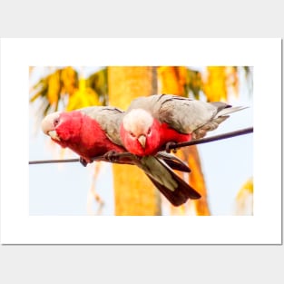 Galahs Posters and Art